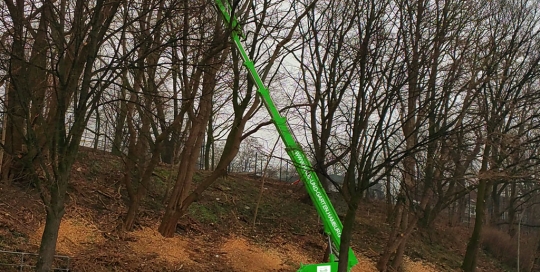 Baumfällung mit Hubwagen in Hamburg