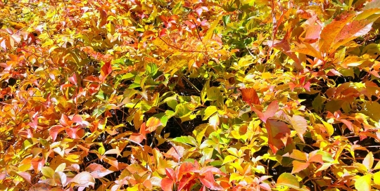 Laubverfärbung in Hamburg im Herbst