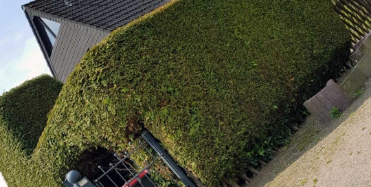 Burg Heckenschnitt in Hamburg