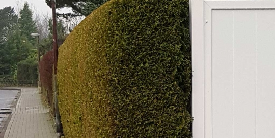 Frisch geschnittene Hecke in Hamburg