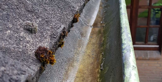 Saubere Regenrinne in Hamburg