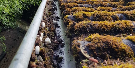 Verschmutzte Regenrinne vor einer Regenrinnenreinigung