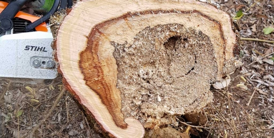 Baumfällung eines Baumes