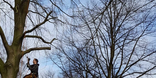 Baumpflege mit Seilklettertechnik