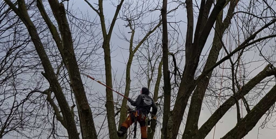 Baumpflegeschnitt mittels Seilklettertechnik