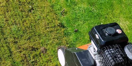 Vertikutierung eines Rasens zur Befreiung von Moos und Rasenfilz