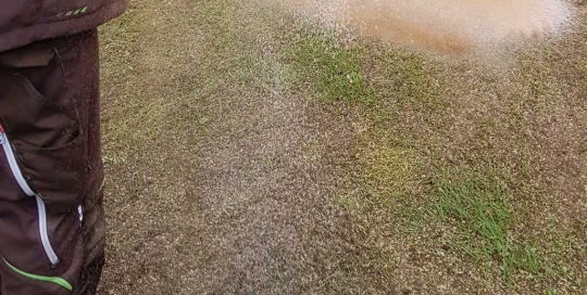 Rasendüngung nach einer Vertikutierung und Nacheinsaat in Hamburg