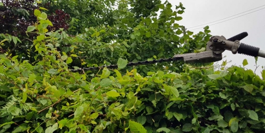 Beschneiden einer Buchenhecke mit Heckenschneider