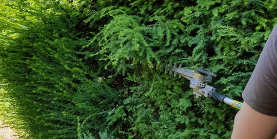 Schnitt einer Thuja Hecke mit Stihl Heckenschneider