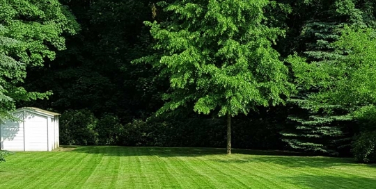 Top gepflegte Rasenfläche nach Rasenmähen in Hamburg