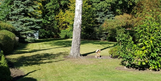 Regelmäßige Gartenpflege in Hamburg