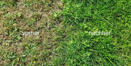 Vorher/Nachher-Ansicht eines Rasens vor und nach einer Vertikutierung und Raseneinsaat