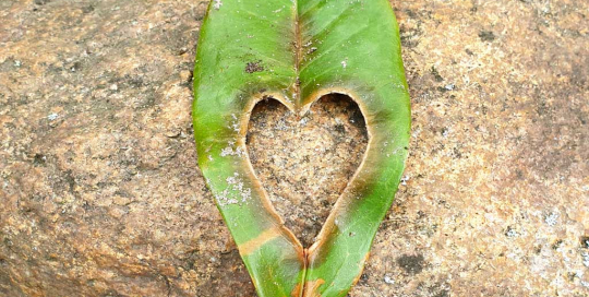 Blatt mit Herz - Das ist Gartenpflege von Haus und Garten mit Herz und Verstand