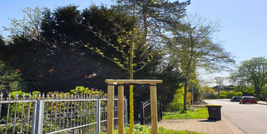 Fachgerechte Baumpflanzung mit Dreibock für einen schönen Baum im Hamburger Osten