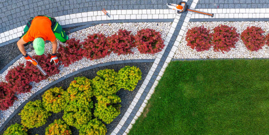 Das Beschneiden von Blutberberitzen fördert nicht nur ihre ästhetische Form