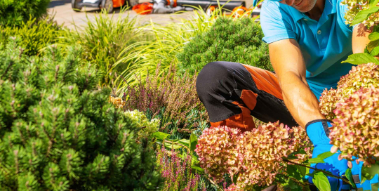 Das fachgerechte Beschneiden von Gartenpflanzen fördert nicht nur das ästhetische Erscheinungsbild