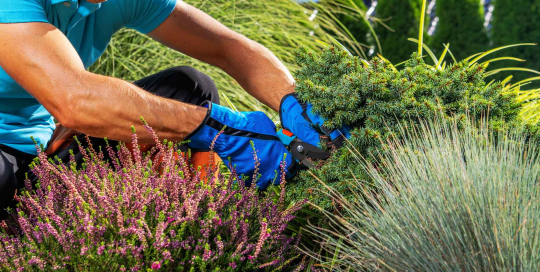 Gärtner verleihen den Pflanzen durch sorgfältiges Beschneiden nicht nur eine ästhetische Form