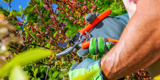 Der Gärtner verleiht den Pflanzen durch gezieltes Beschneiden eine harmonische Form