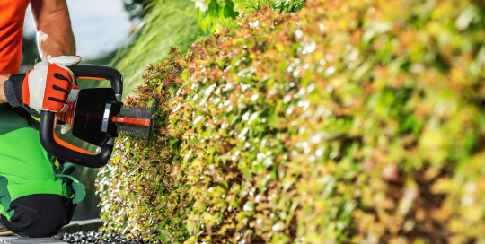 Der Gärtner formt mit geschickten Schnitten eine harmonische und gepflegte Hecke
