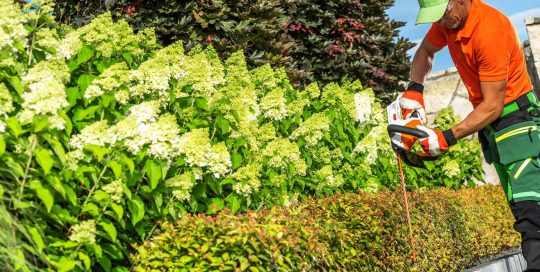 Geschickte Gärtner formen mit geübtem Schnitt handwerklich präzise Hecken