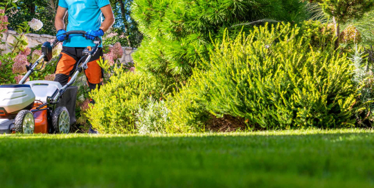 Der erfahrene Gärtner mäht den Rasen mit präziser Sorgfalt