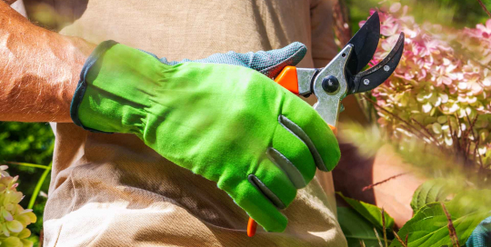 Der geschickte Gärtner formt mit geühter Hand seine Pflanzenpracht