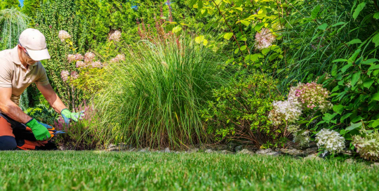 In der jeweiligen Jahreszeit sollten Gärtner gezielte Maßnahmen wie Pflanzungen, Schnittarbeiten und Pflege durchführen